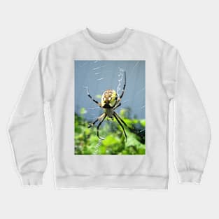 Orb Weaver Spider Crewneck Sweatshirt